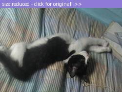 Posted image has been reduced in size. Size of original image (126383 KB) is 640 x 480 pixels. Click image to view full size and better quality!