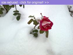 Posted image has been reduced in size. Size of original image (69982 KB) is 700 x 525 pixels. Click image to view full size and better quality!