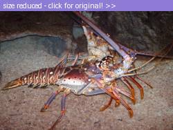 Posted image has been reduced in size. Size of original image (105891 KB) is 800 x 600 pixels. Click image to view full size and better quality!