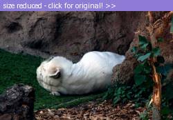 Posted image has been reduced in size. Size of original image (89521 KB) is 800 x 555 pixels. Click image to view full size and better quality!