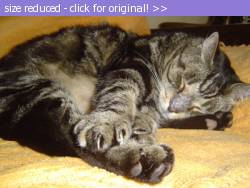 Posted image has been reduced in size. Size of original image (94746 KB) is 400 x 300 pixels. Click image to view full size and better quality!