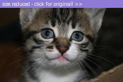 Posted image has been reduced in size. Size of original image (202034 KB) is 800 x 533 pixels. Click image to view full size and better quality!