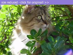 Posted image has been reduced in size. Size of original image (98338 KB) is 800 x 600 pixels. Click image to view full size and better quality!