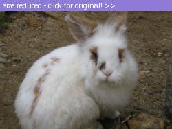 Posted image has been reduced in size. Size of original image (319491 KB) is 600 x 450 pixels. Click image to view full size and better quality!
