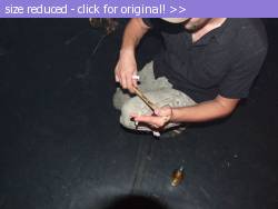 Posted image has been reduced in size. Size of original image (83492 KB) is 1024 x 768 pixels. Click image to view full size and better quality!