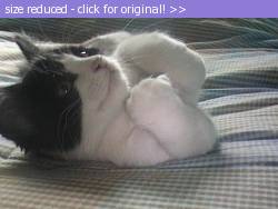 Posted image has been reduced in size. Size of original image (125570 KB) is 640 x 480 pixels. Click image to view full size and better quality!