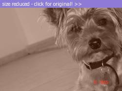 Posted image has been reduced in size. Size of original image (80967 KB) is 512 x 384 pixels. Click image to view full size and better quality!