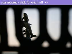 Posted image has been reduced in size. Size of original image (268339 KB) is 800 x 595 pixels. Click image to view full size and better quality!