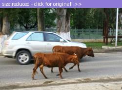 Posted image has been reduced in size. Size of original image (639299 KB) is 800 x 588 pixels. Click image to view full size and better quality!