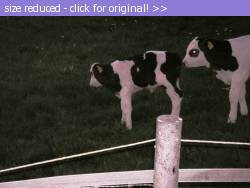 Posted image has been reduced in size. Size of original image (222695 KB) is 800 x 600 pixels. Click image to view full size and better quality!
