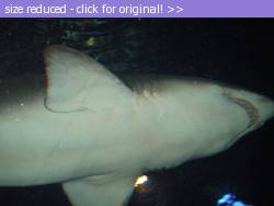 Posted image has been reduced in size. Size of original image (38304 KB) is 800 x 600 pixels. Click image to view full size and better quality!