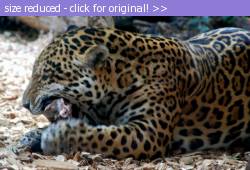 Posted image has been reduced in size. Size of original image (85060 KB) is 800 x 542 pixels. Click image to view full size and better quality!