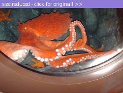 Posted image has been reduced in size. Size of original image (86335 KB) is 800 x 600 pixels. Click image to view full size and better quality!