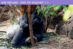 Posted image has been reduced in size. Size of original image (99441 KB) is 800 x 536 pixels. Click image to view full size and better quality!