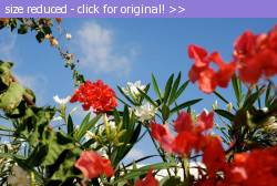 Posted image has been reduced in size. Size of original image (84018 KB) is 800 x 536 pixels. Click image to view full size and better quality!