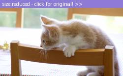 Posted image has been reduced in size. Size of original image (208446 KB) is 640 x 393 pixels. Click image to view full size and better quality!