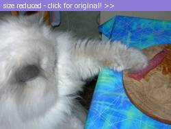 Posted image has been reduced in size. Size of original image (132754 KB) is 800 x 600 pixels. Click image to view full size and better quality!