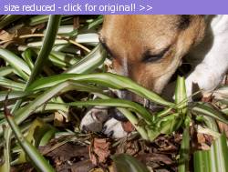 Posted image has been reduced in size. Size of original image (214714 KB) is 816 x 616 pixels. Click image to view full size and better quality!