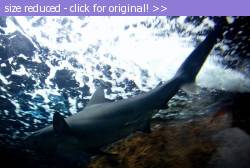 Posted image has been reduced in size. Size of original image (85432 KB) is 800 x 536 pixels. Click image to view full size and better quality!