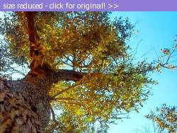 Posted image has been reduced in size. Size of original image (194076 KB) is 640 x 480 pixels. Click image to view full size and better quality!