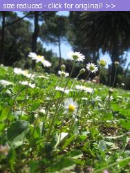 Posted image has been reduced in size. Size of original image (1309208 KB) is 1200 x 1600 pixels. Click image to view full size and better quality!