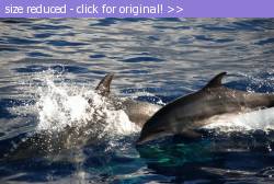 Posted image has been reduced in size. Size of original image (102583 KB) is 800 x 536 pixels. Click image to view full size and better quality!