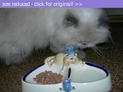 Posted image has been reduced in size. Size of original image (97501 KB) is 800 x 600 pixels. Click image to view full size and better quality!